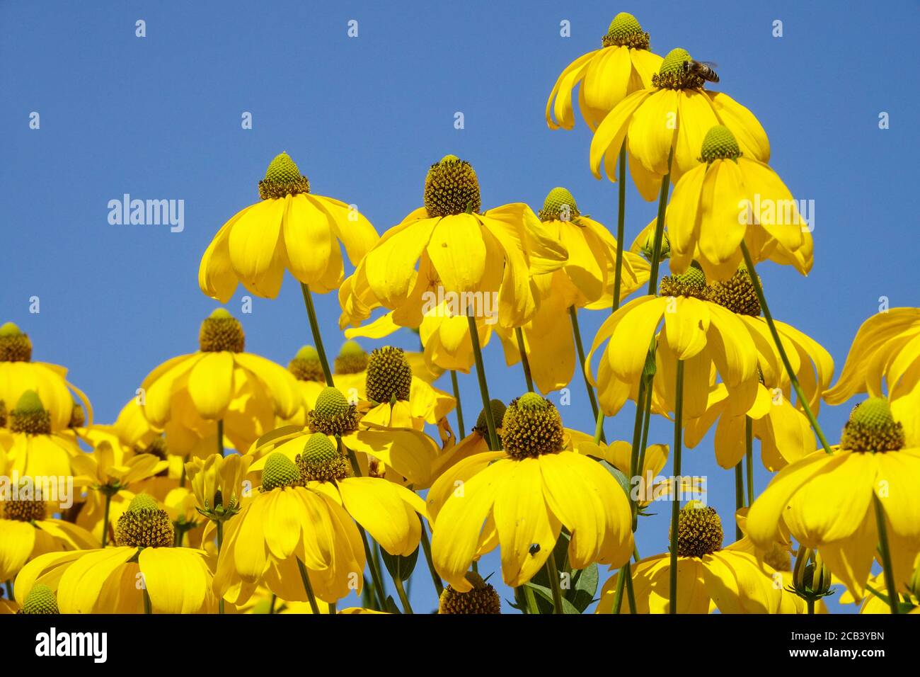 Blühende Blumen Rudbeckia Herbstsonne, Cutleaf Coneflower Gloriosa Daisy Stockfoto