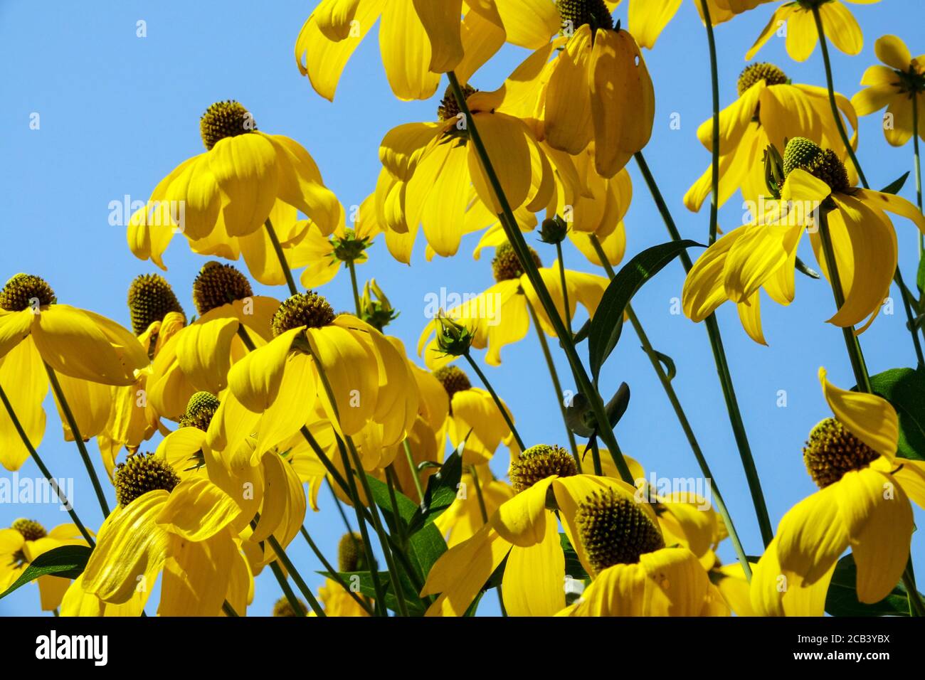 Rudbeckia Herbstsonne, Coneflower Gloriosa Daisy Stockfoto