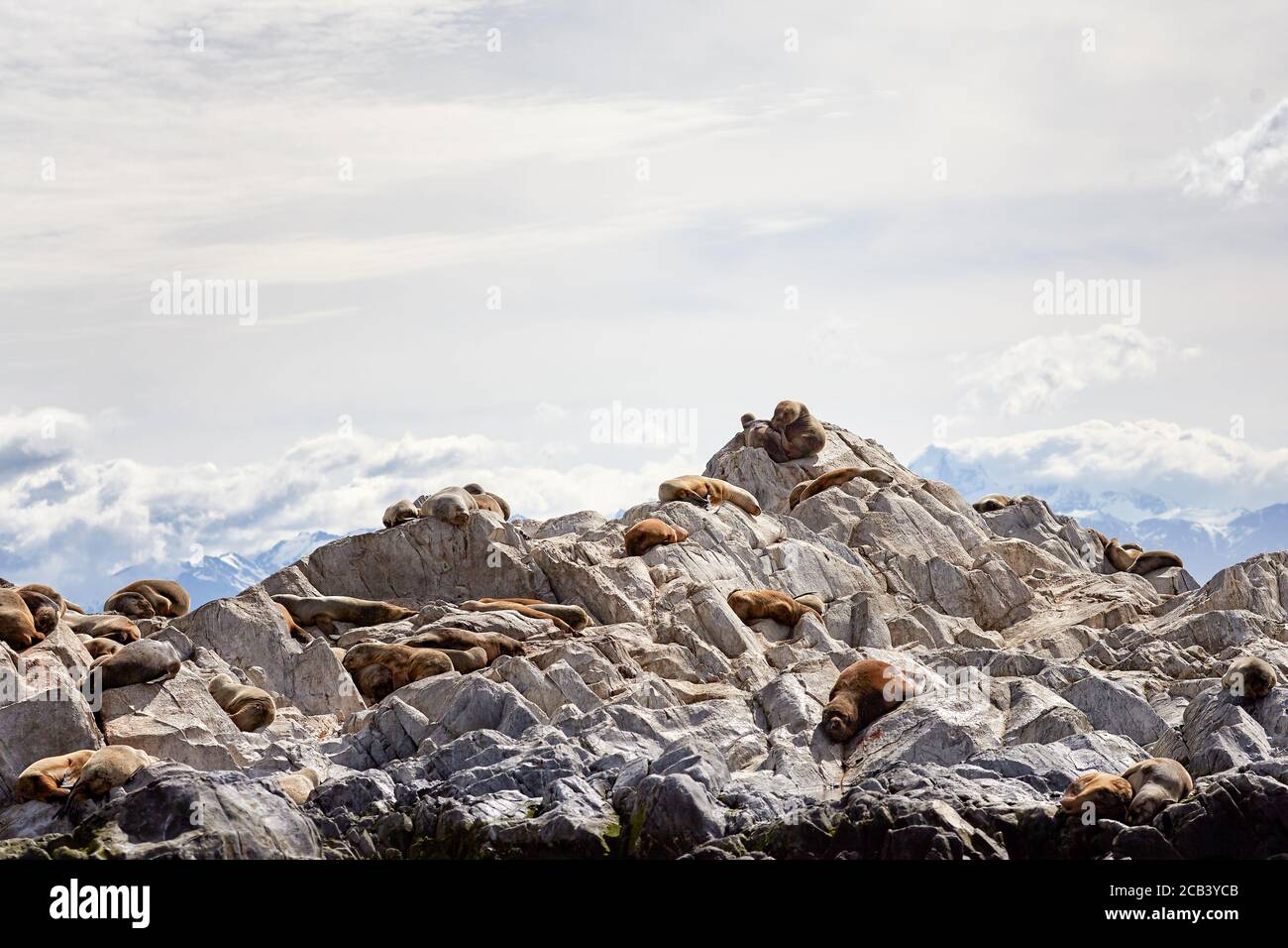 Südliche Seelöwen ruhen auf einer felsigen Insel im Beagle-Kanal, Feuerland, Argentinien Stockfoto