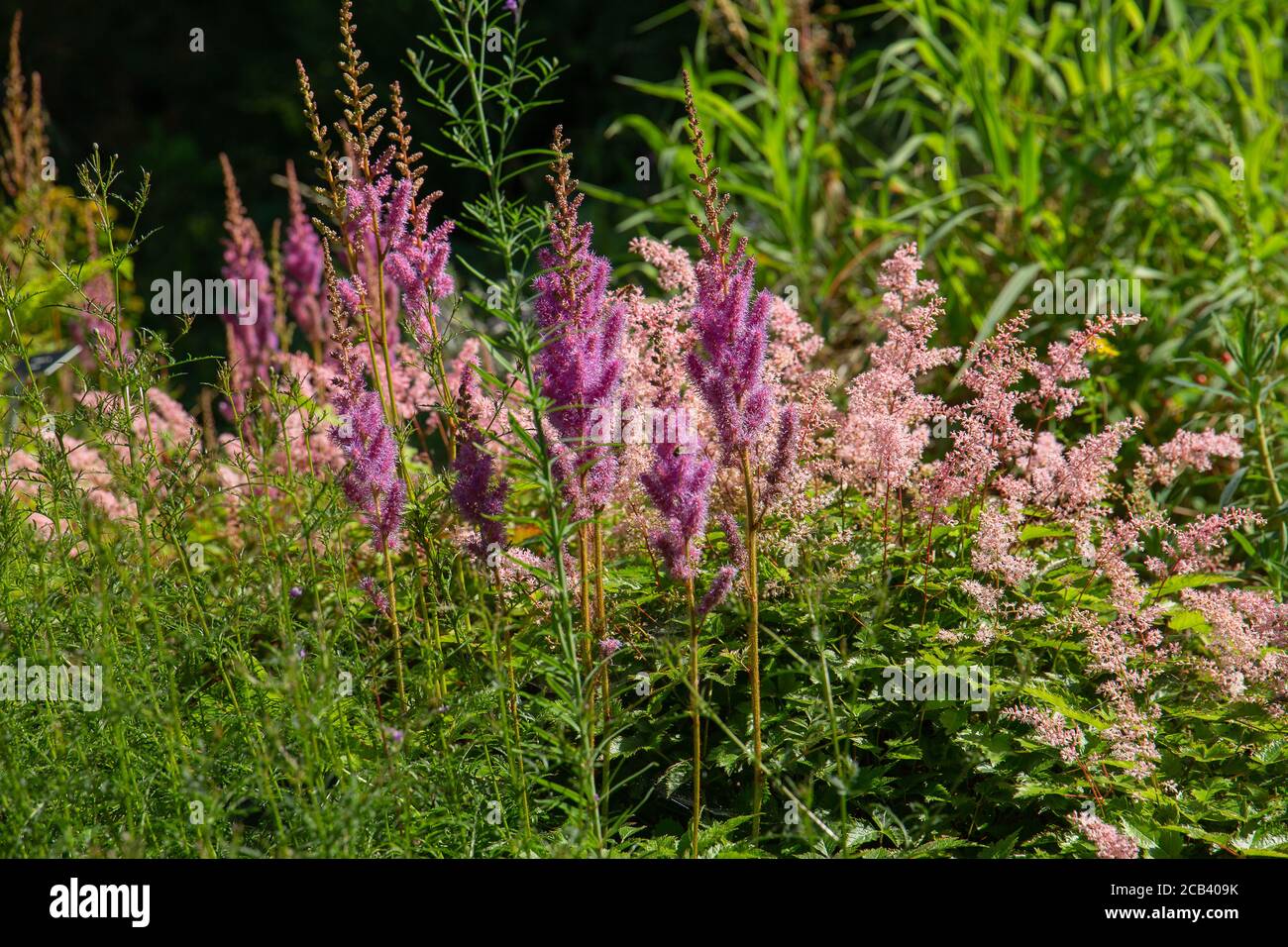 astilbe rubra, falsche Ziegen Bart Blüten machen die Grenzen Stockfoto