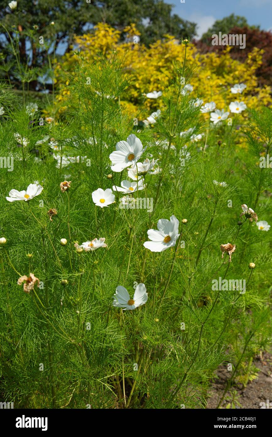 Weißer Garten Kosmos schwankt in der sanften Brise Stockfoto