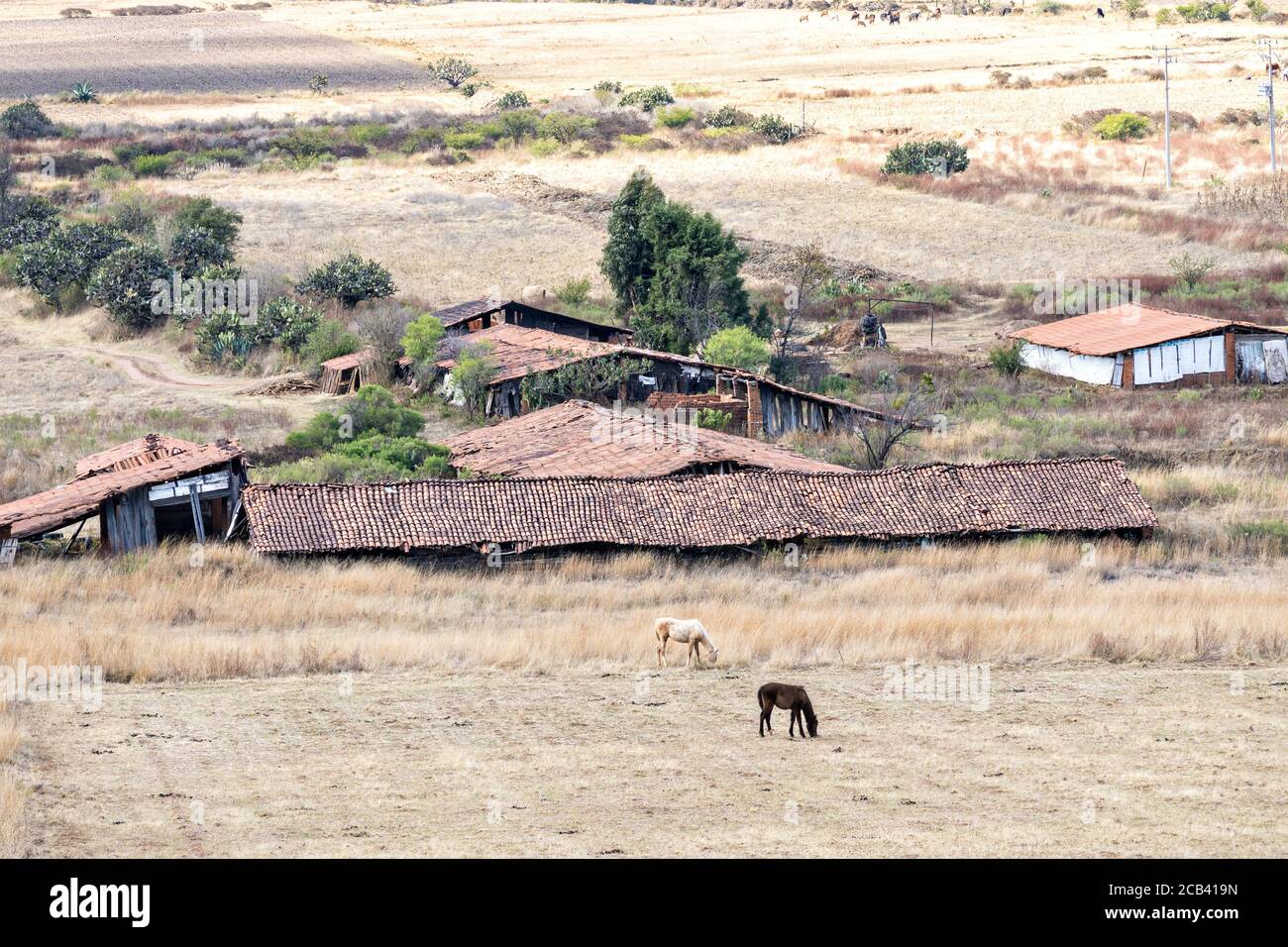 Pferde grasen auf einem traditionellen Bauernhof in den Ausläufern in der Nähe von Turundeo, Michoacan, Mexiko. Die traditionellen Fassfliesendächer verschwinden und werden durch große Firmen ersetzt, die für den Export wachsen. Stockfoto