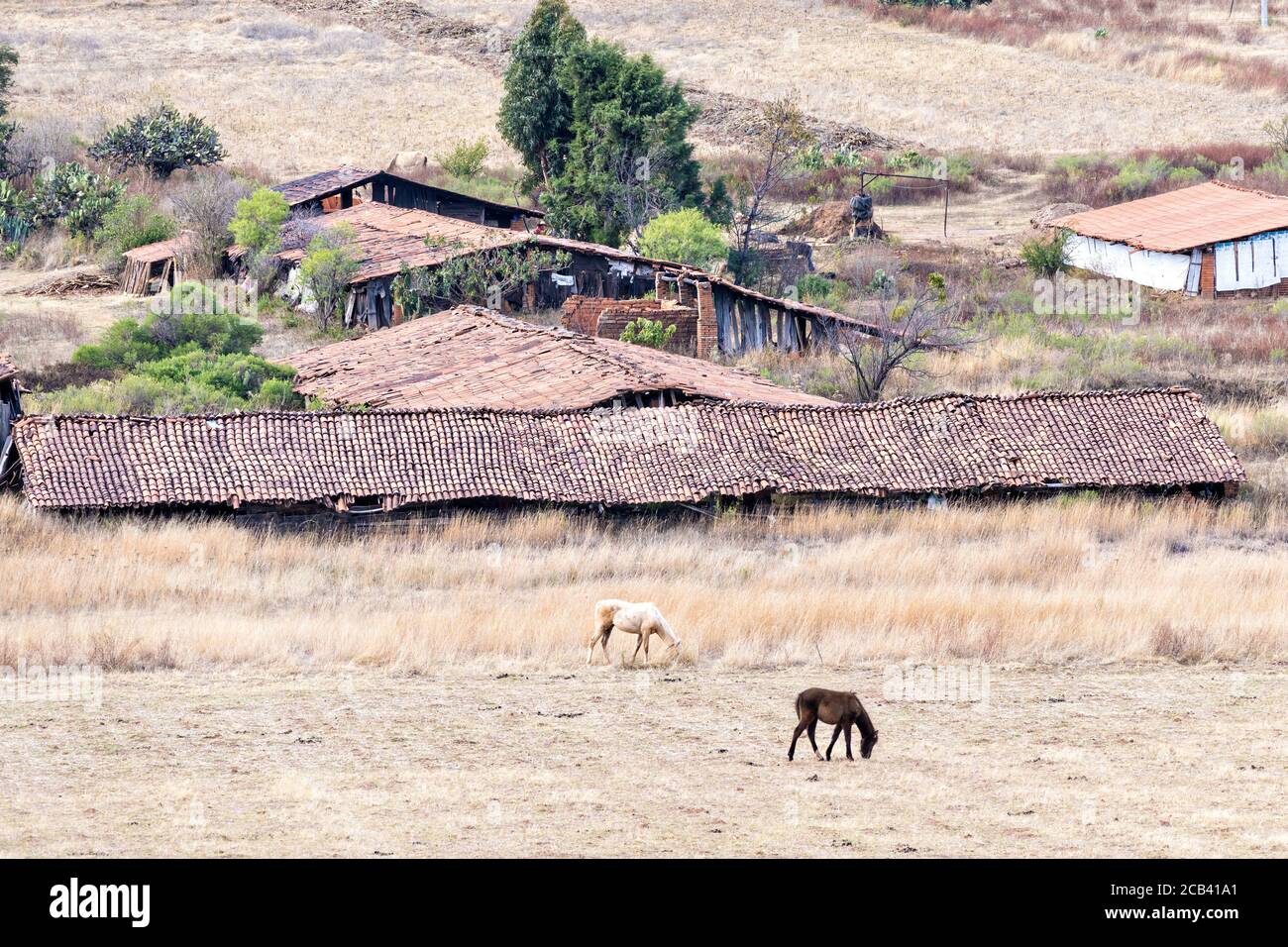 Pferde grasen auf einem traditionellen Bauernhof in den Ausläufern in der Nähe von Turundeo, Michoacan, Mexiko. Die traditionellen Fassfliesendächer verschwinden und werden durch große Firmen ersetzt, die für den Export wachsen. Stockfoto