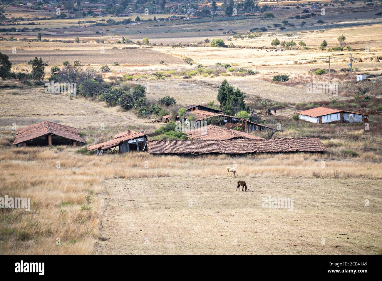 Pferde grasen auf einem traditionellen Bauernhof in den Ausläufern in der Nähe von Turundeo, Michoacan, Mexiko. Die traditionellen Fassfliesendächer verschwinden und werden durch große Firmen ersetzt, die für den Export wachsen. Stockfoto