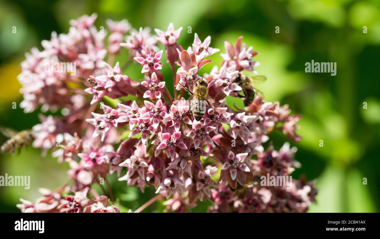 Nahaufnahme der Asclepias syriaca Blume. Winzige, rosa gefärbte Blüten. Zu den gebräuchlichen Namen gehören Milchkraut, Schmetterlingsblume und Seidenkraut. Stockfoto