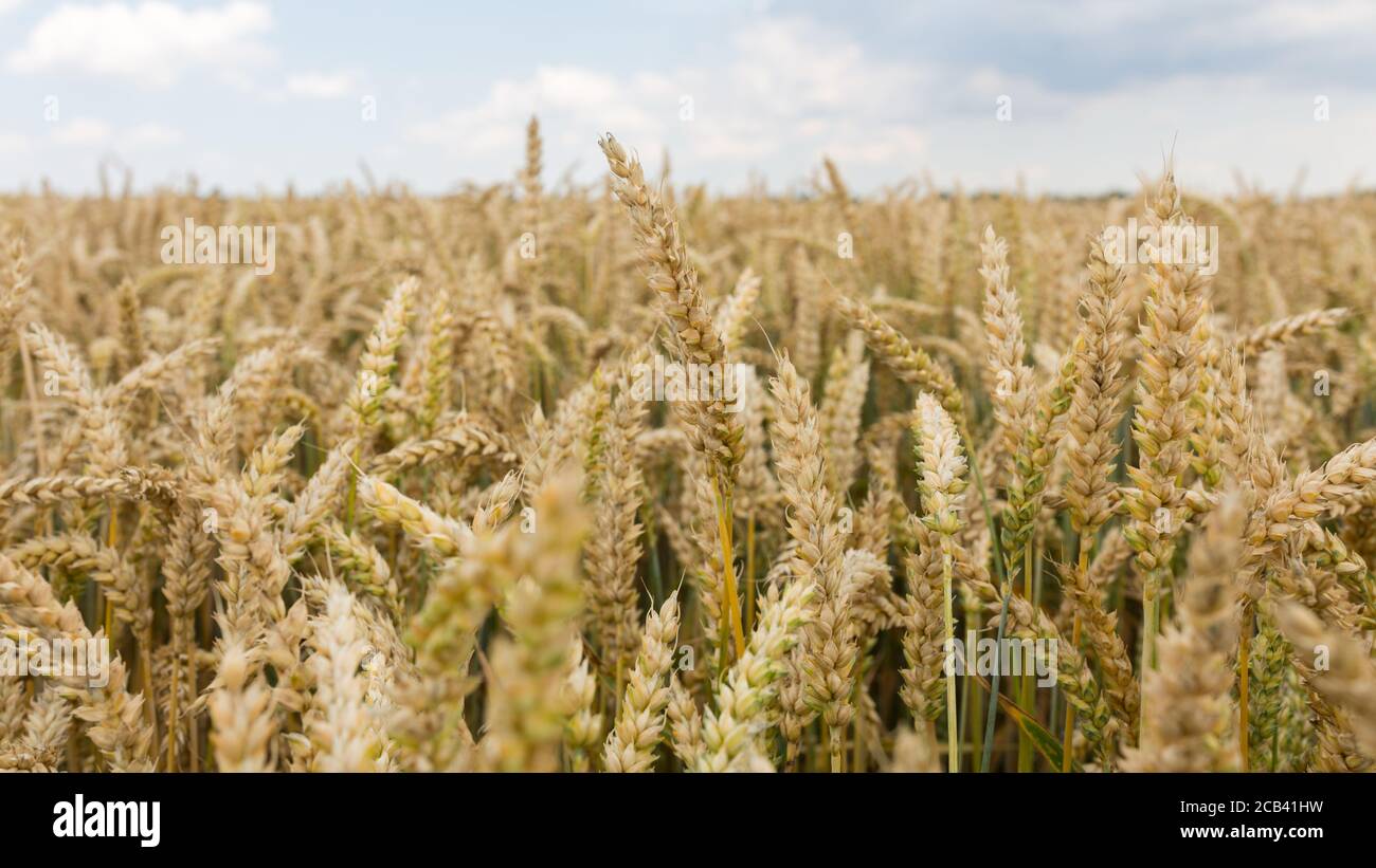 Panorama eines Weizenfeldes. Himmel am Horizont, Panorama-Format. Stockfoto