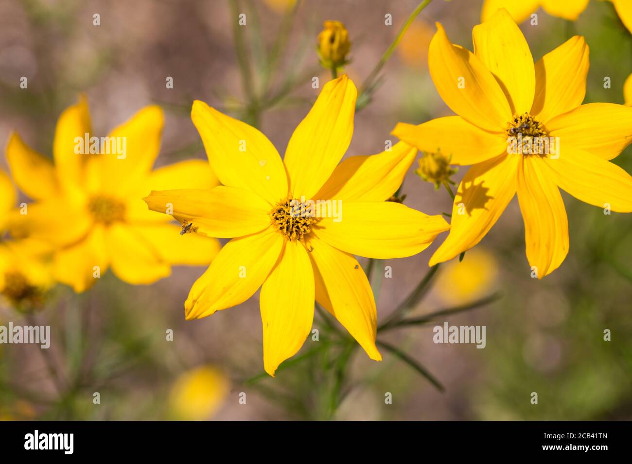Nahaufnahme von Corepsis verticillata. Gelbe Blume mit acht Blütenblättern. Zu den gebräuchlichen Namen gehören whrelige Tickseed, Thread-leaved Tickseed und Pot-of-Gold. Stockfoto