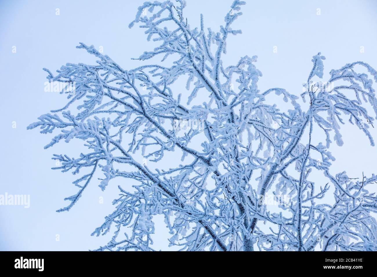 Verschneite blattlose Äste im Winter, Finnland Stockfoto