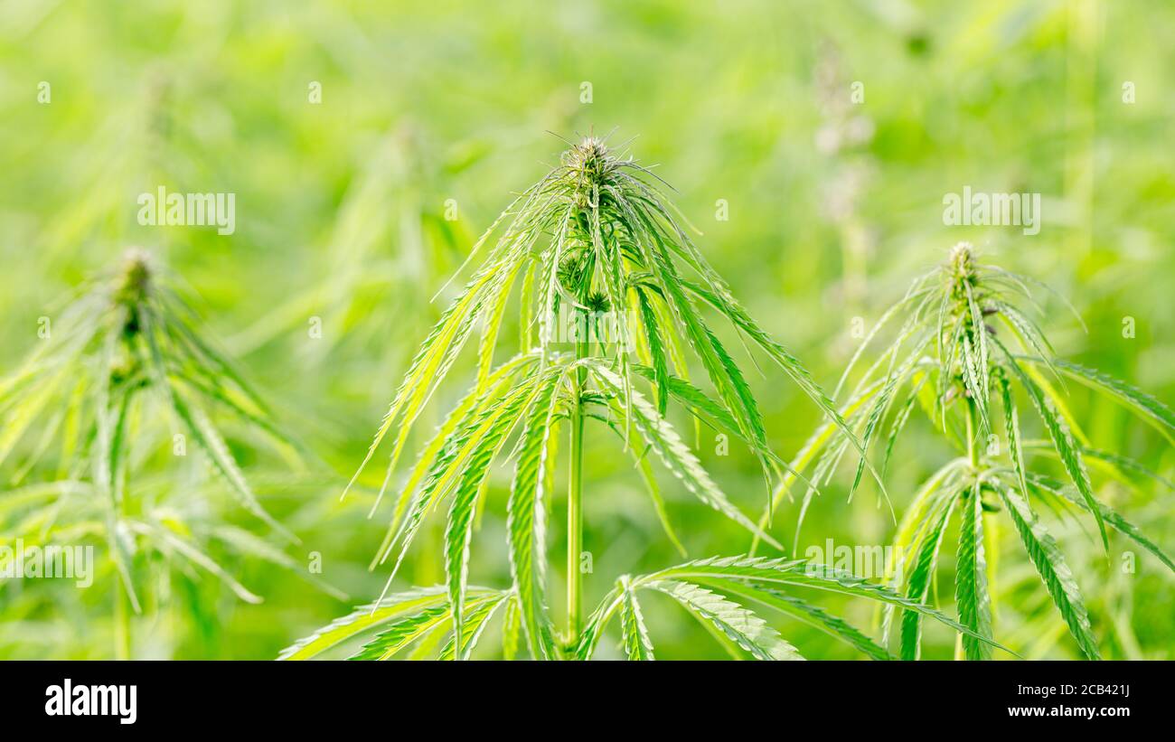 Blick auf eine Hanfplantage. 16 x 9-Panroama-Format. Stockfoto