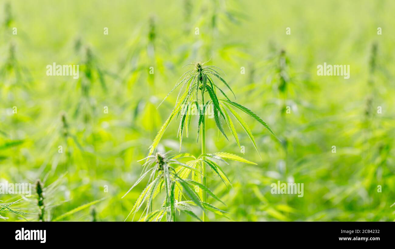 Blick auf Hanf (Cannabis sativa) Plantage. Hanf wird in mehreren Industrien eingesetzt. Z. B. in der Textil- oder Lebensmittelindustrie. Panorama-Format. Stockfoto