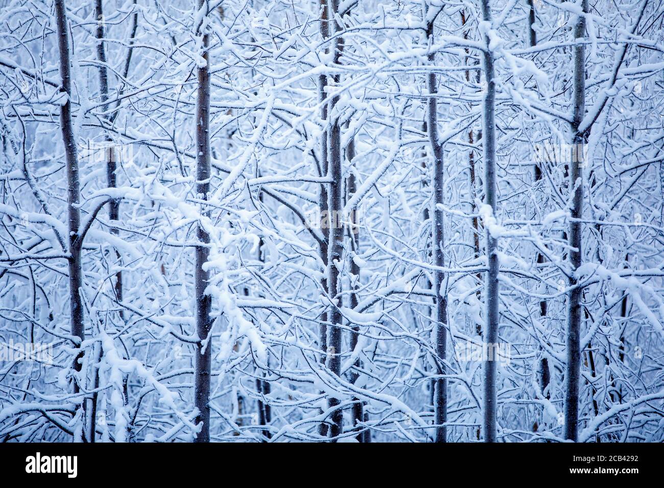 Erlenbaumdickicht ( Alnus , Betulaceae ) im Winter , Finnland Stockfoto