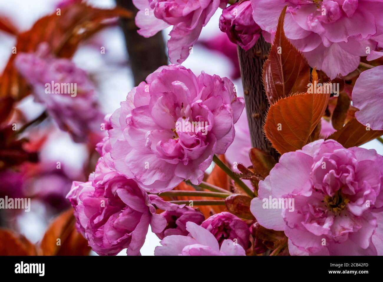 Rosa Kwanzan Kirschbaum Blühenden Makro. In Japan beheimatet Stockfoto