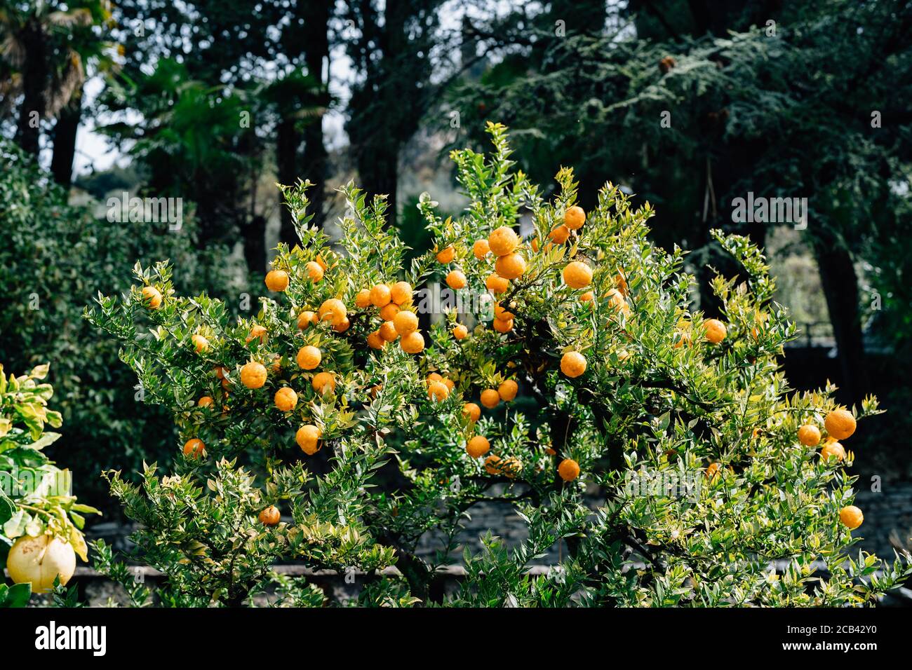 Viele orange reife Orangen auf den Ästen eines Baumes. Stockfoto