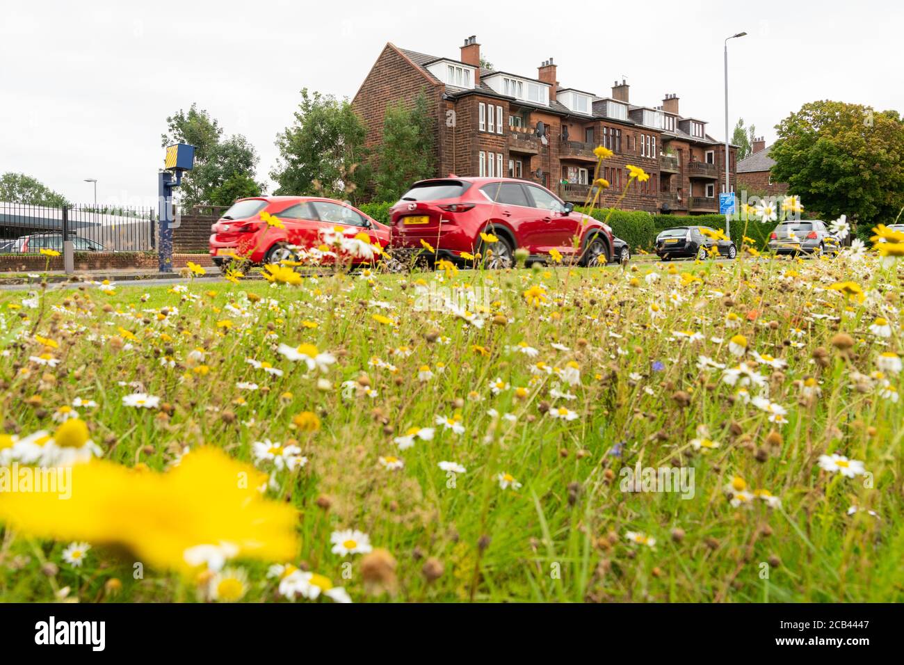 Wildblumen wachsen am Straßenrand, A82 Great Western Road, Anniesland, Glasgow, Schottland, Großbritannien Stockfoto