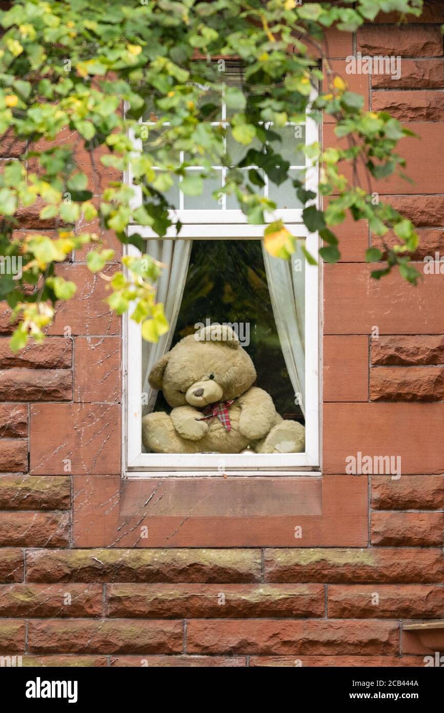 Teddybär im Fenster zur Teddybärenjagd während der Coronavirus Covid 19 Lockdown, Glasgow, Schottland, Großbritannien Stockfoto