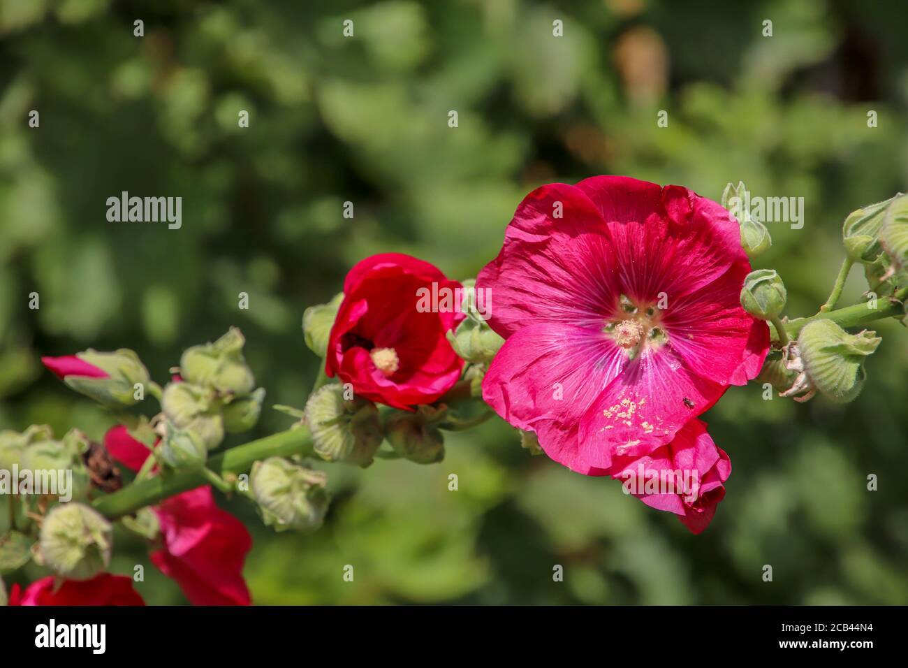 Nahaufnahme von rötlichen Hauslilien Stockfoto
