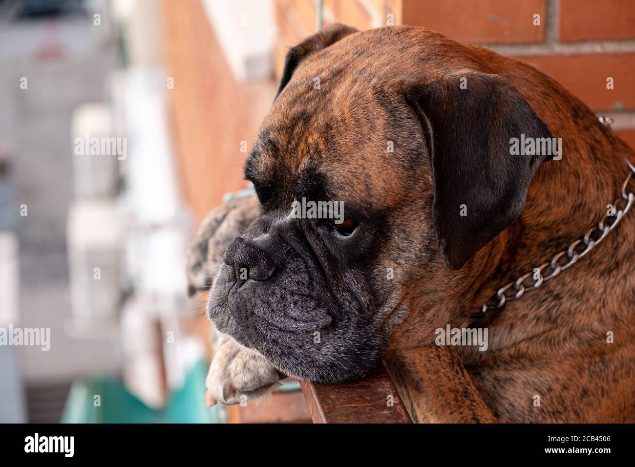 Hund mit Blick auf die Terrasse Stockfoto