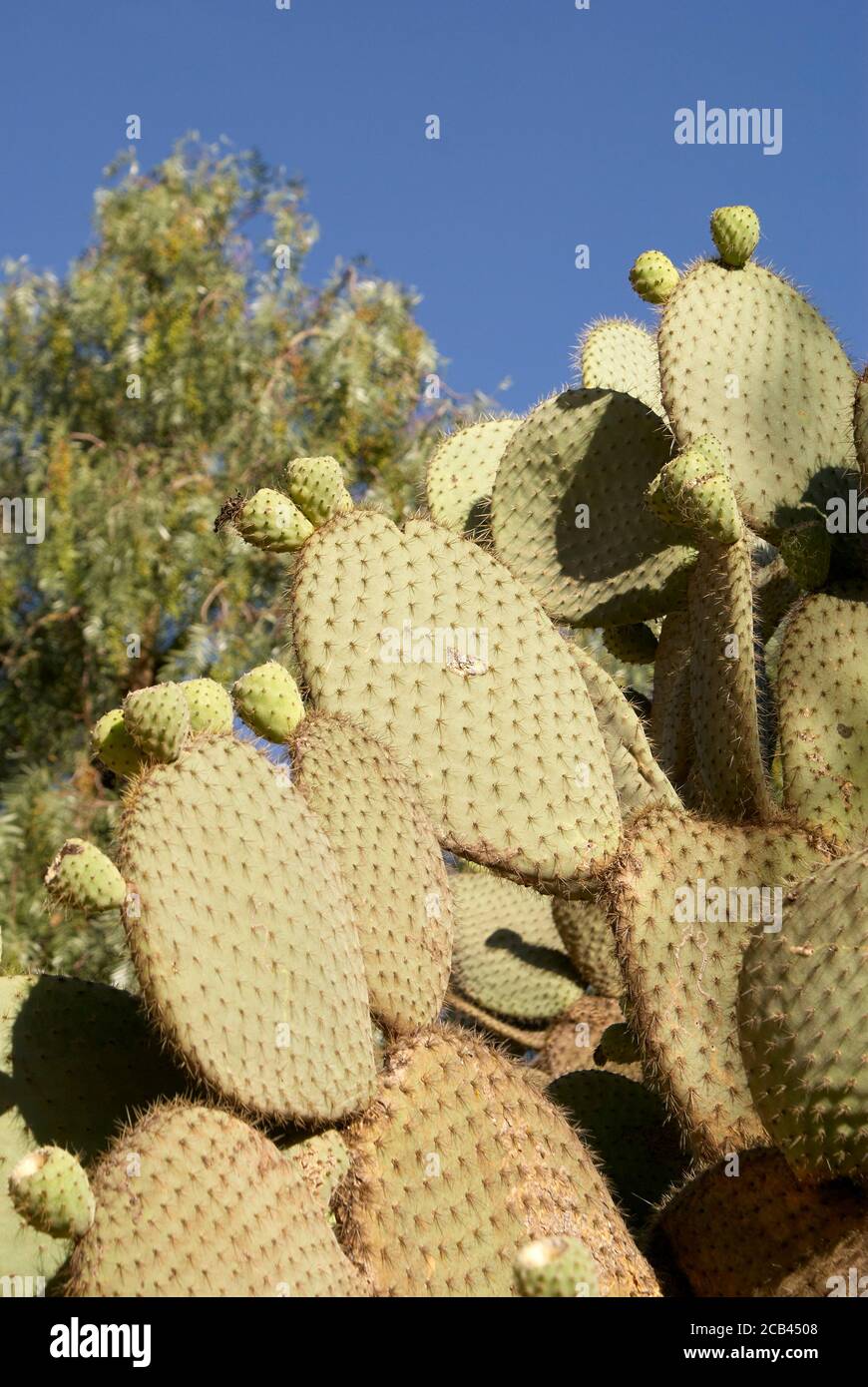 Nopalkaktus oder Kaktus in der Bergbaustadt Mineral de Pozos aus dem 19. Jahrhundert, Guanajuato, Mexiko Stockfoto