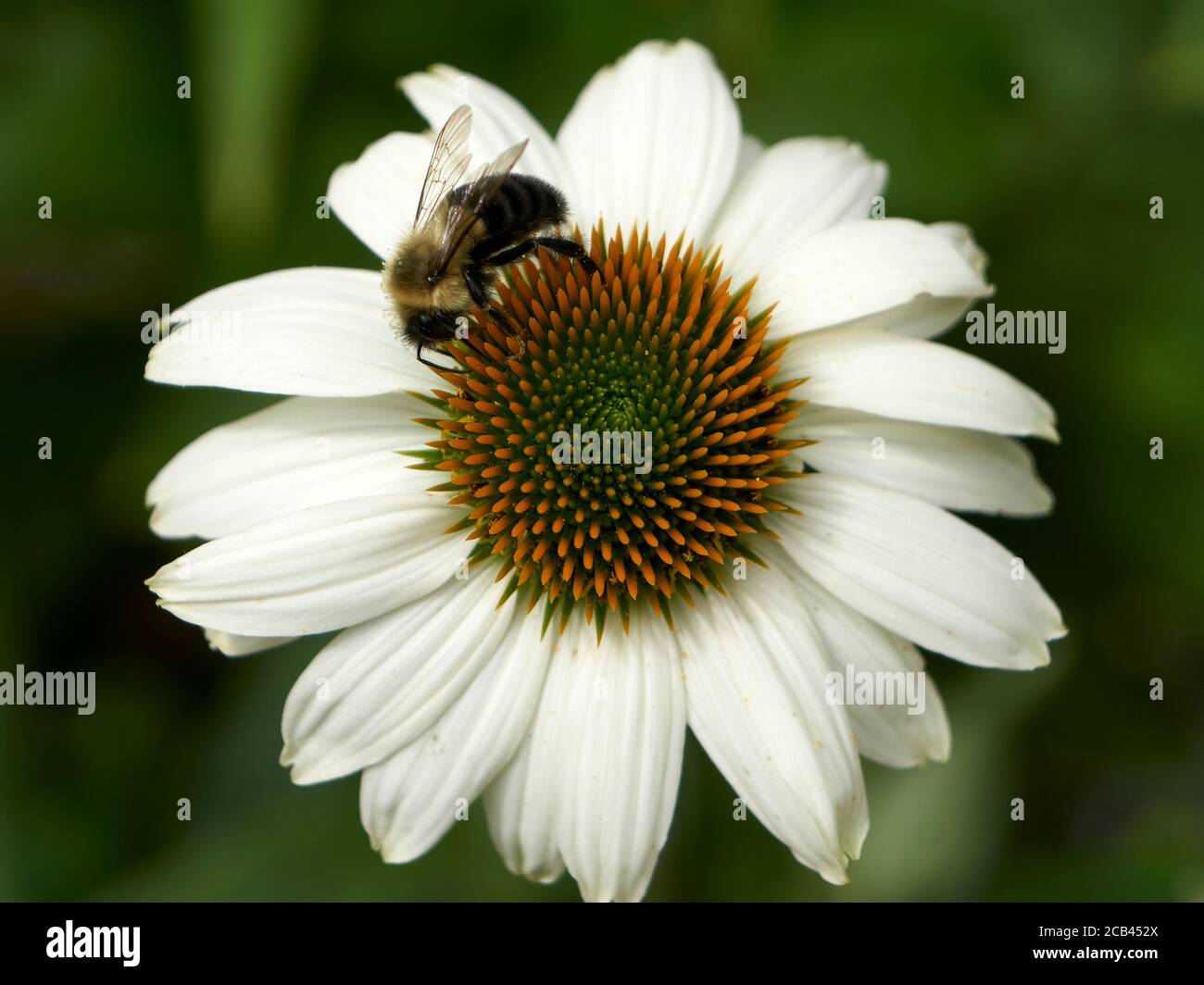 Nahaufnahme einer Hummel, die Pollen auf einer weißen Koneblume sammelt, Vancouver, British Columbia, Kanada Stockfoto