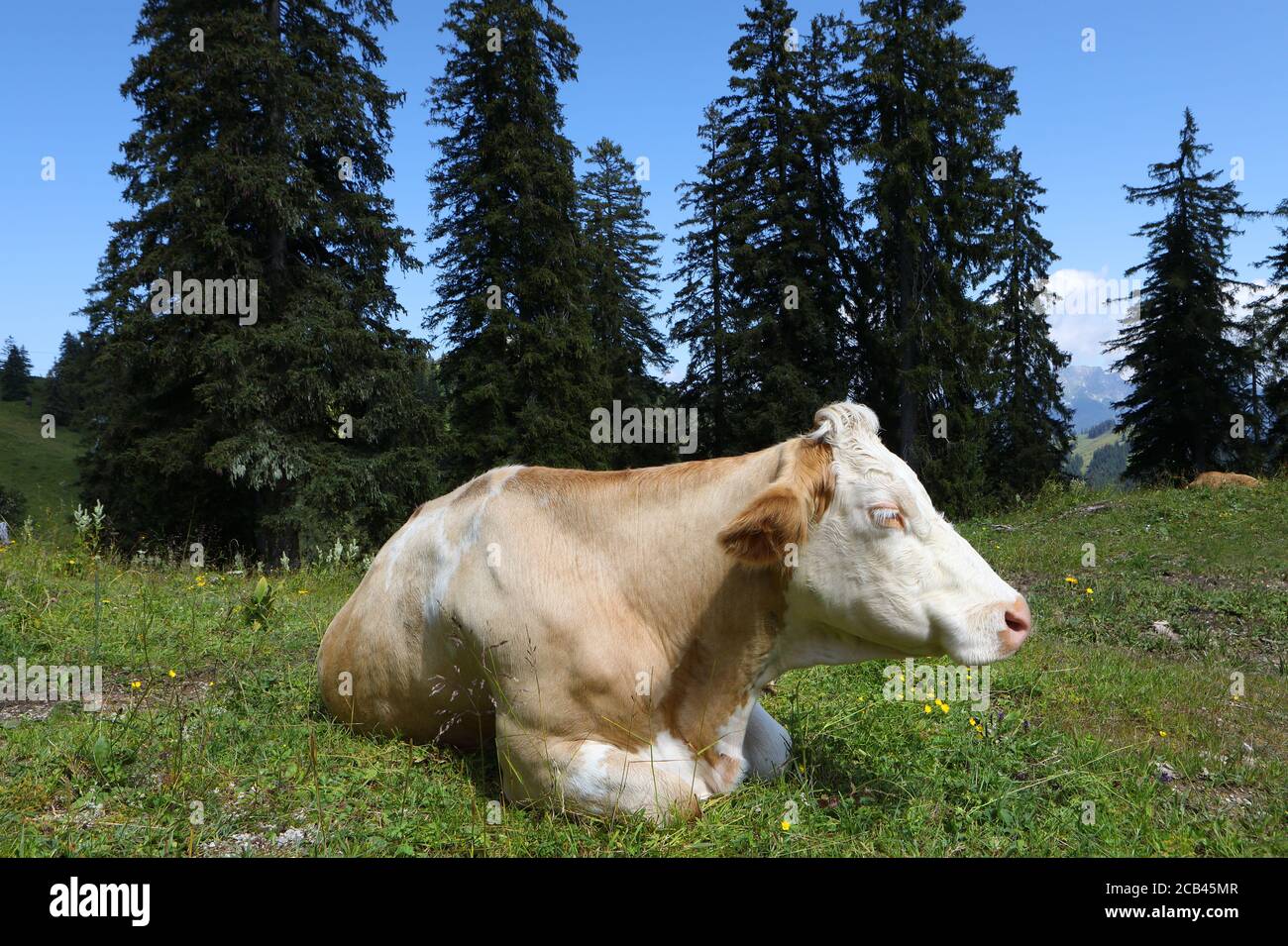 Rote und weiße Kuh mit langen weißen Wimpern auf der Alpwiese auf der österreichischen Alp mit Bäumen und Bergen im Hintergrund. Stockfoto