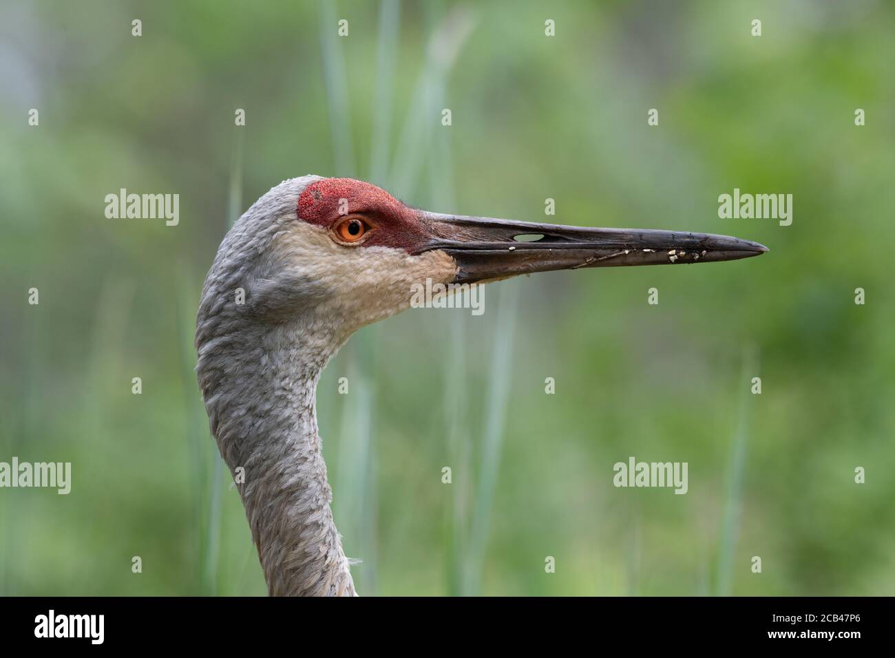 Nahaufnahme Profil eines Sand Hill Crane auf der Suche nach Essen Stockfoto