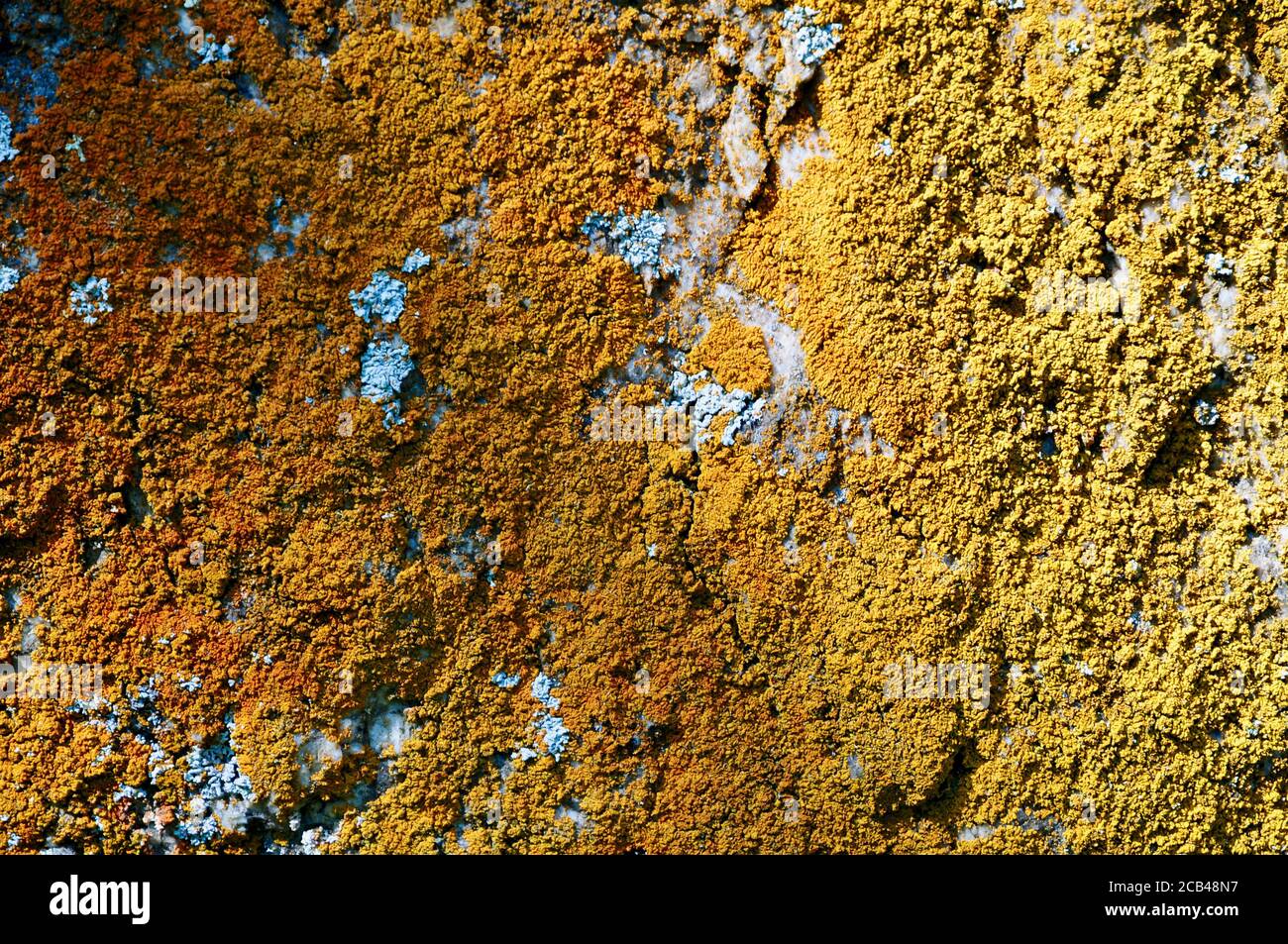 Mehrfarbiger abstrakter Baum Moos Hintergrund Stockfoto