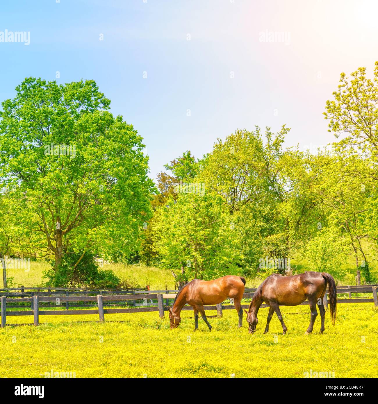 Pferde grasen auf einer Weide mit Butterblumen in Central Kentucky bedeckt Stockfoto