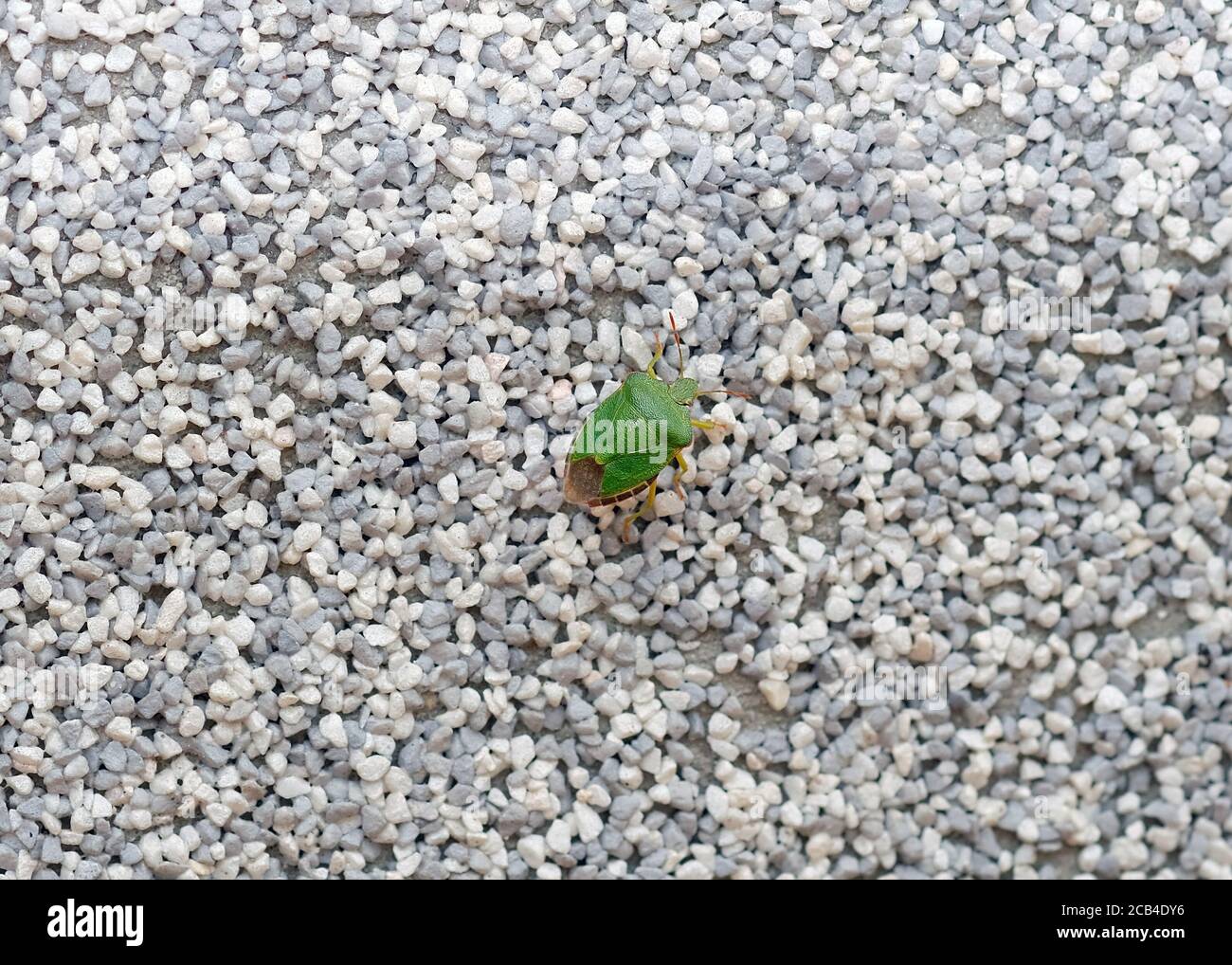 Grüner Käfer an einer grauen Wand. Kleiner grüner Stinkkkäfer auf grauer Oberfläche. Stinkender grüner Käfer (Schildwanzen) Acanthosomatidae Stockfoto