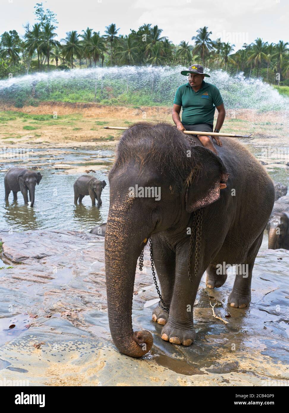 dh Elefant Waisenhaus PINNAWALA SRI LANKA ASIEN Keeper Reiter Elefanten Reitend Asian man Stockfoto