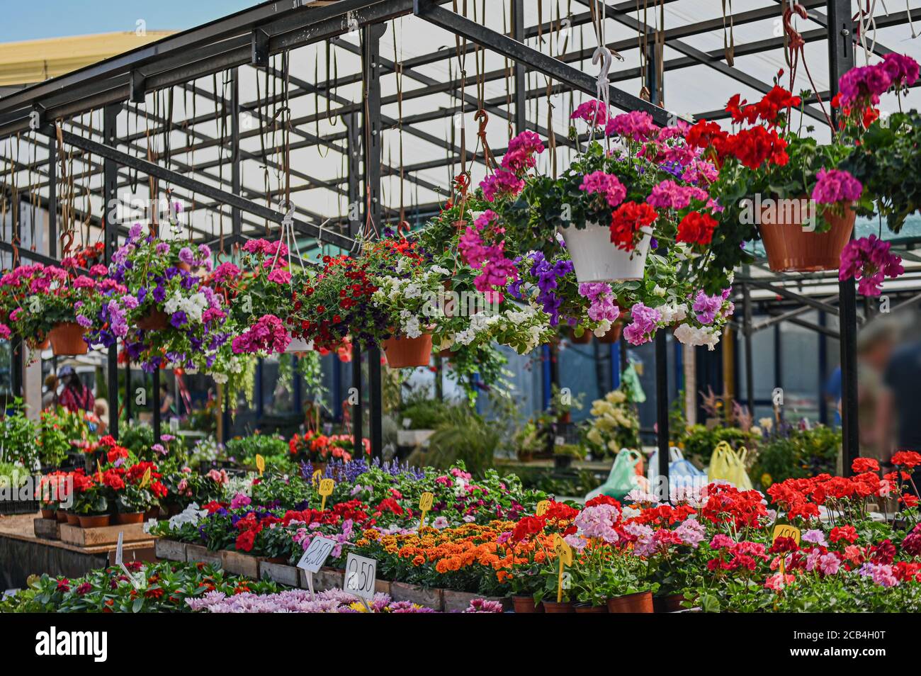 Verschiedene schöne Blumen in Töpfen. Blumen auf einem Bauernmarkt in europa. Stockfoto