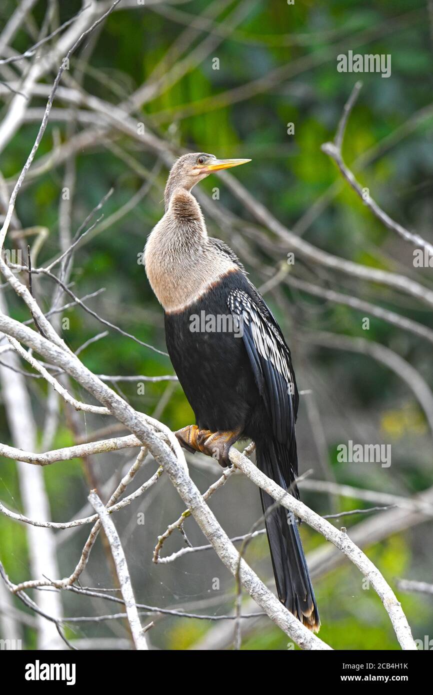 Darter, Anhinga in Mittelamerika Stockfoto