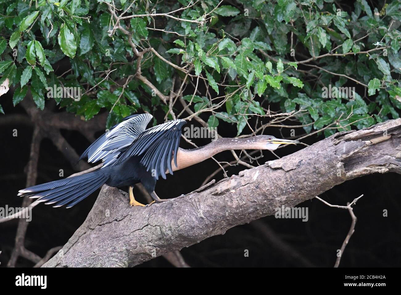 Darter, Anhinga in Mittelamerika Stockfoto