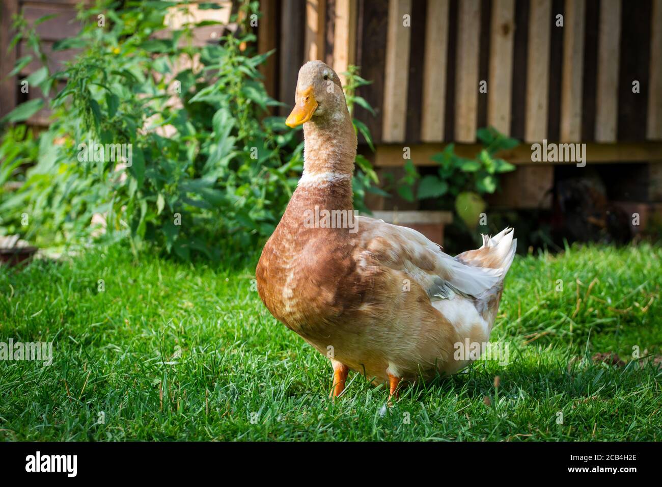 Die Sachsenente (sachsen Duck), eine stark gefährdete Entenzüchtung aus Sachsen, Deutschland Stockfoto