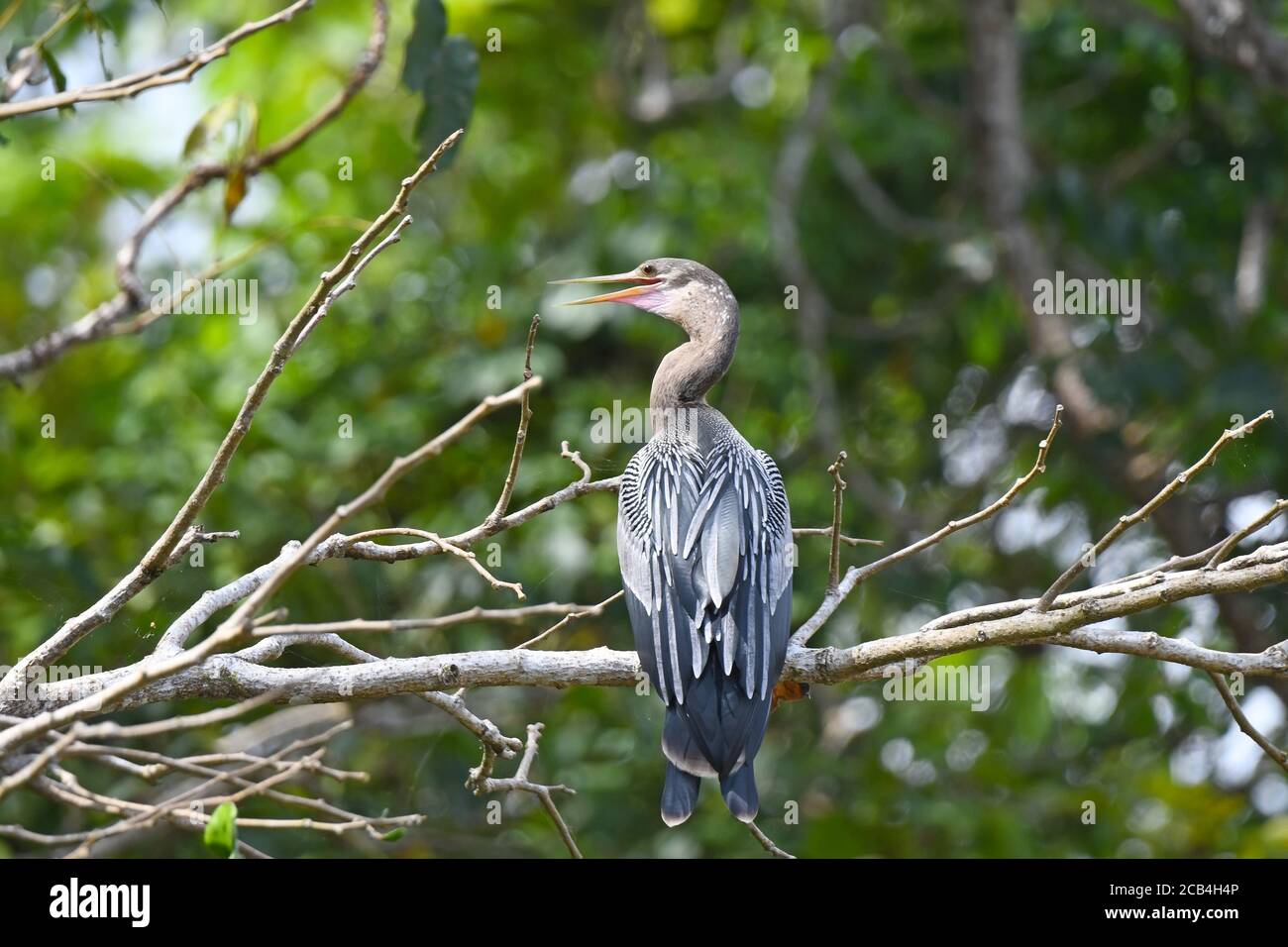 Darter, Anhinga in Mittelamerika Stockfoto