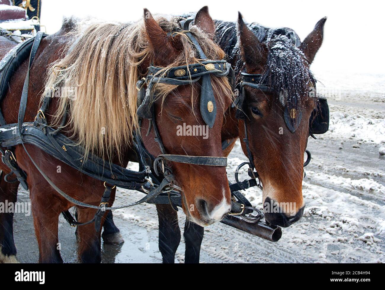 Zwei braune Pferde stehen auf der Straße und warten im Schneesturm, traurig und kalt. Stockfoto