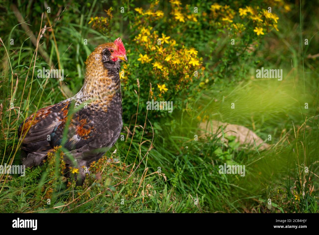 Junger Hühnerstall, Araucana Hybrid Stockfoto