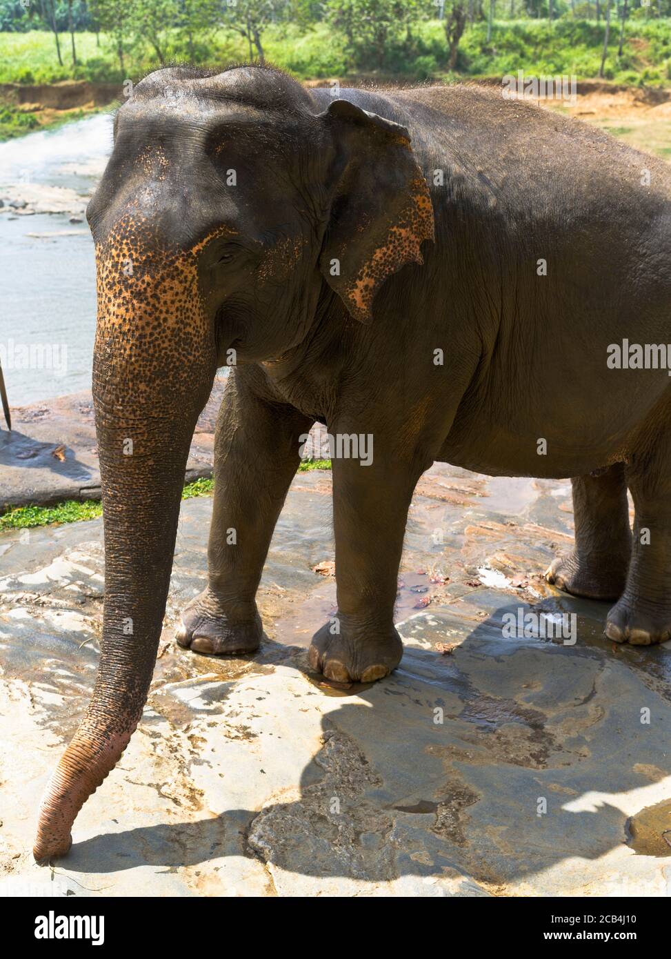 dh Elephas maximus maximus PINNAWALA SRI LANKA Sri Lanka Elefant Seitenansicht Elefanten Stockfoto
