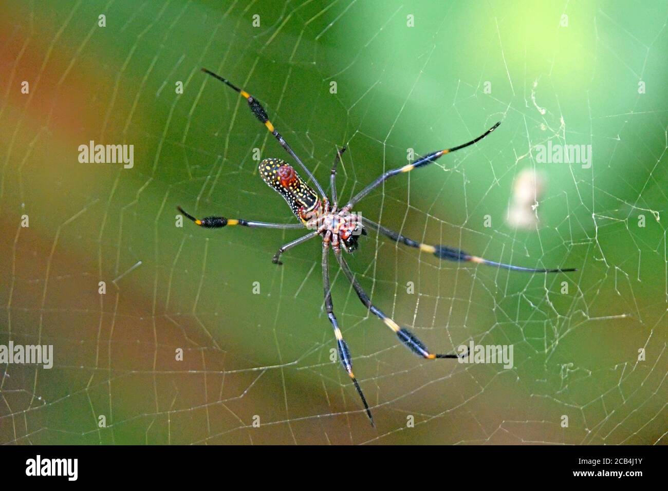 Golden Orb Spider - Nephila Stockfoto