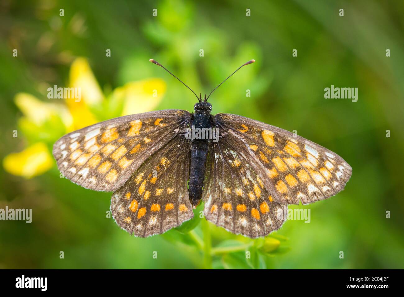 Fritillär, weiblich (Melitaea phoebe) Stockfoto