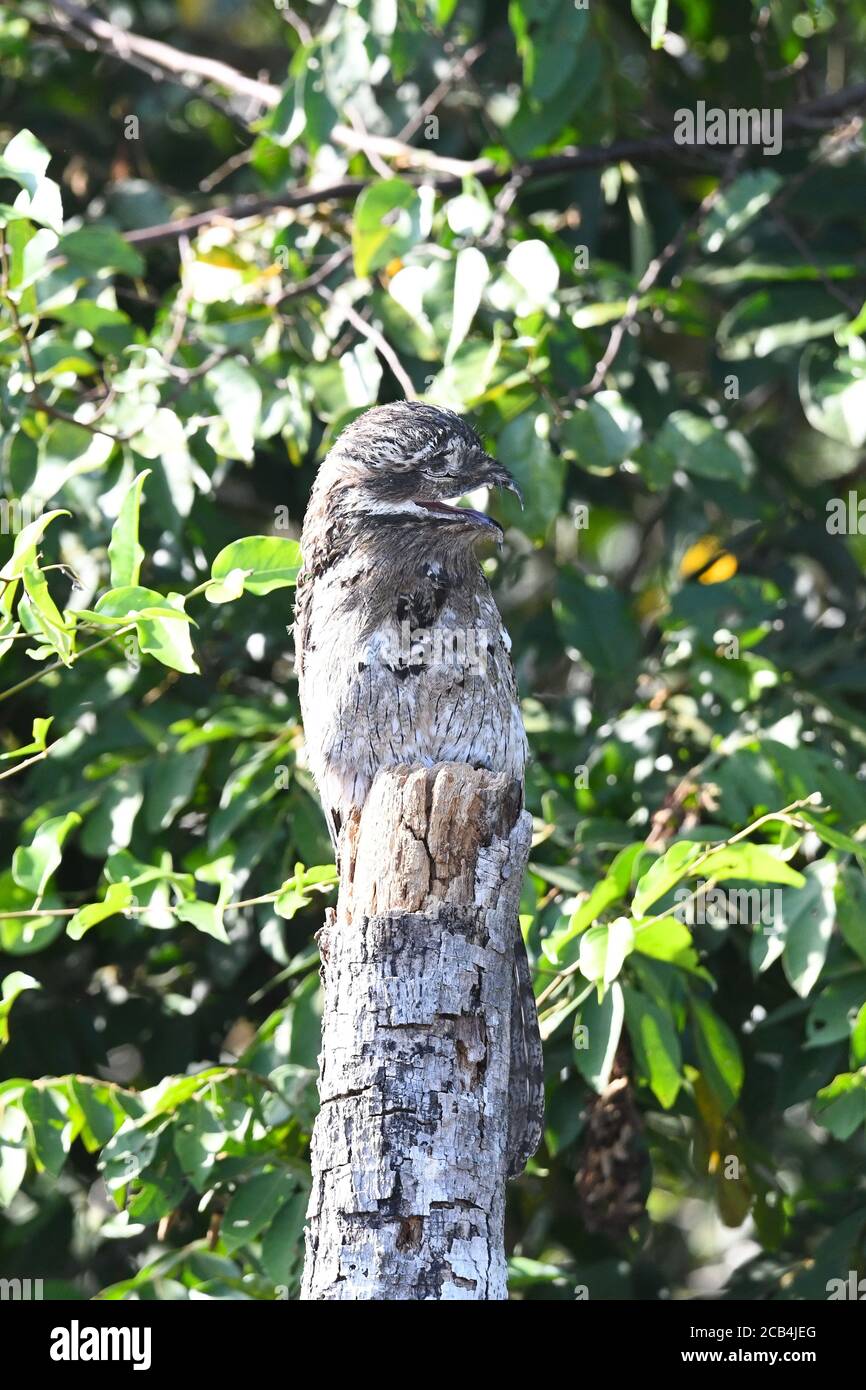 Großer Potoo, Nyctibius grandis in Mittelamerika Stockfoto