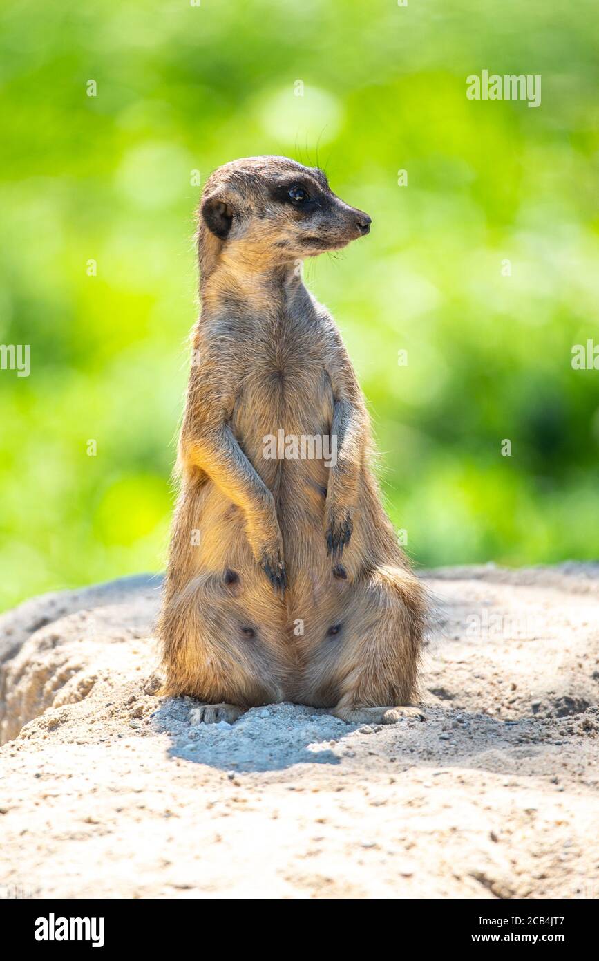 Erdmännchen, Suricata suricatta, sitzend auf dem Felsen. Stockfoto