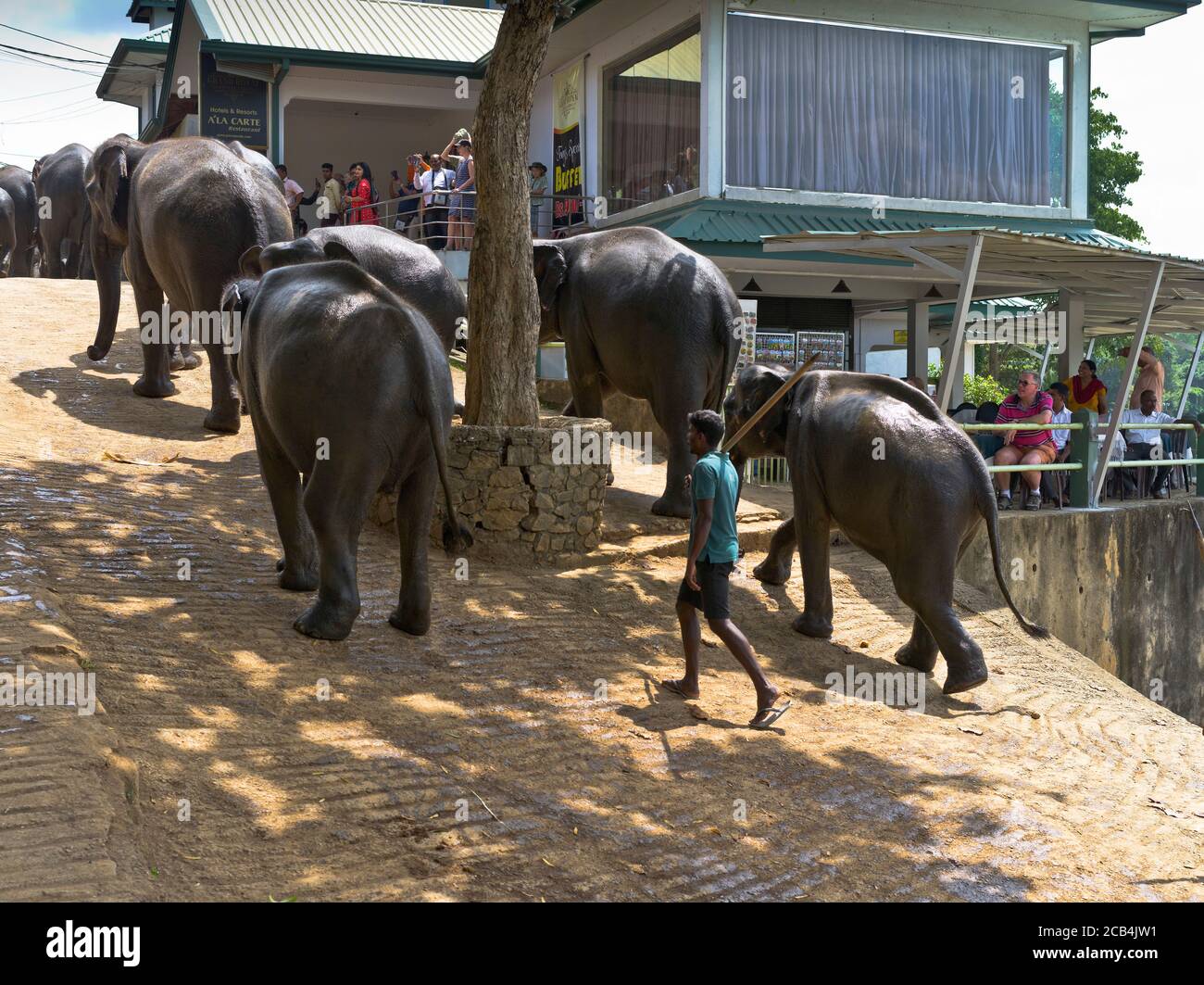 dh Elephant Waisenhaus Parade PINNAWALA SRI LANKA Touristen beobachten Herde Von Elefanten Linie touristischen Urlaub Menschen asiatischen Tourismus Stockfoto
