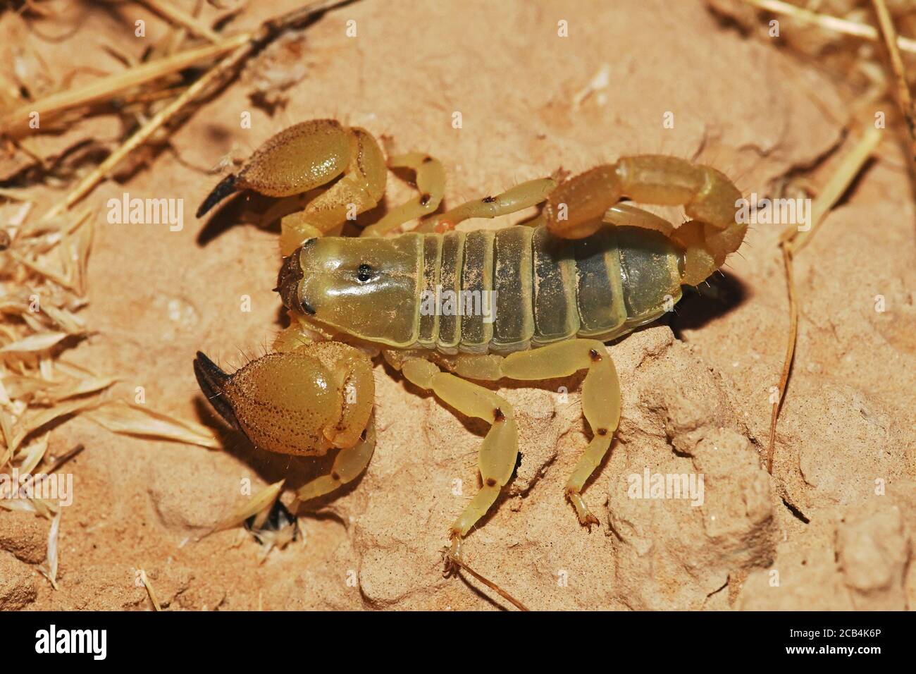Skorpion in der Wüste, Nahaufnahme Stockfoto