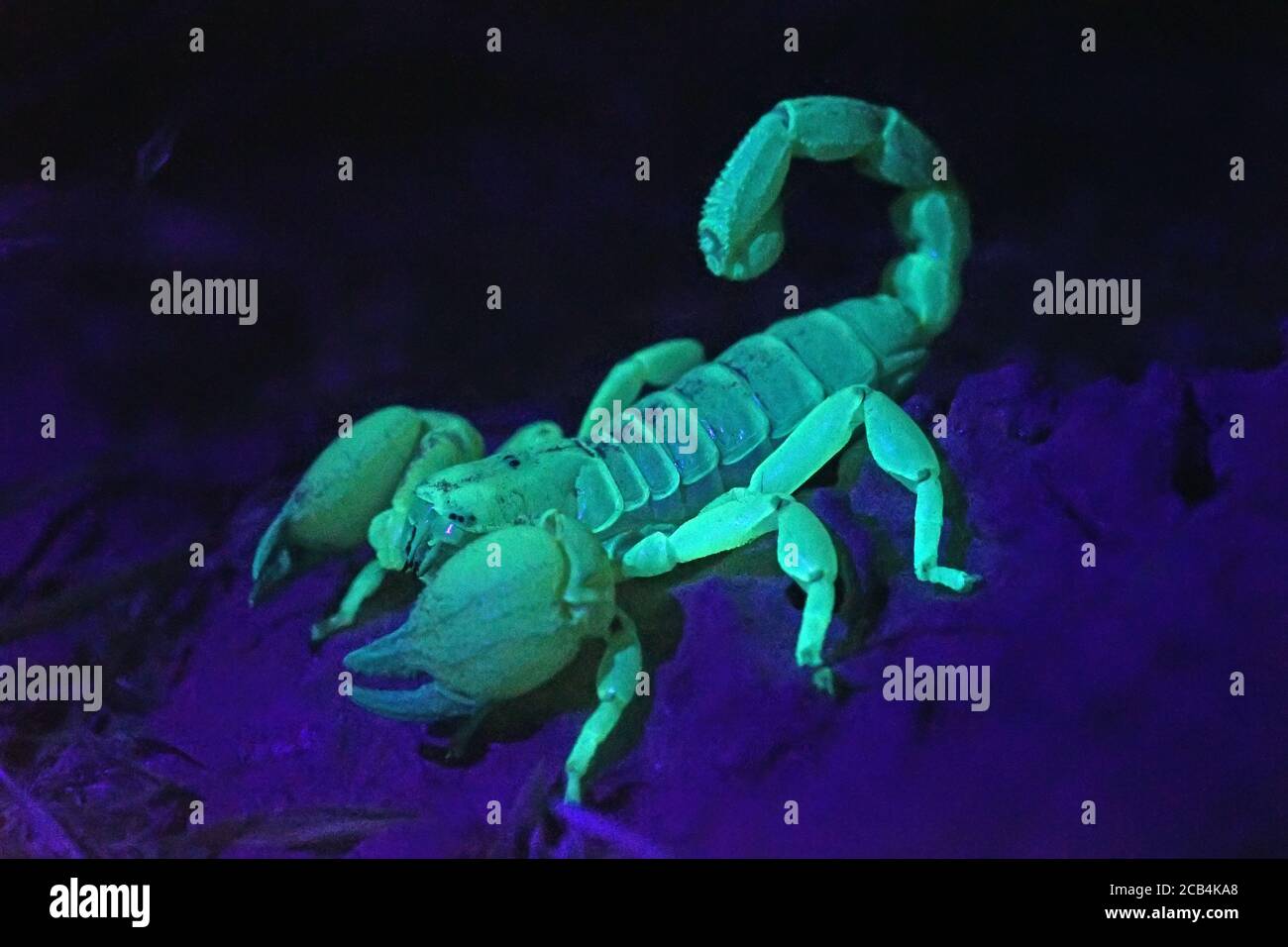 Skorpion im UV-Licht dargestellt Stockfoto