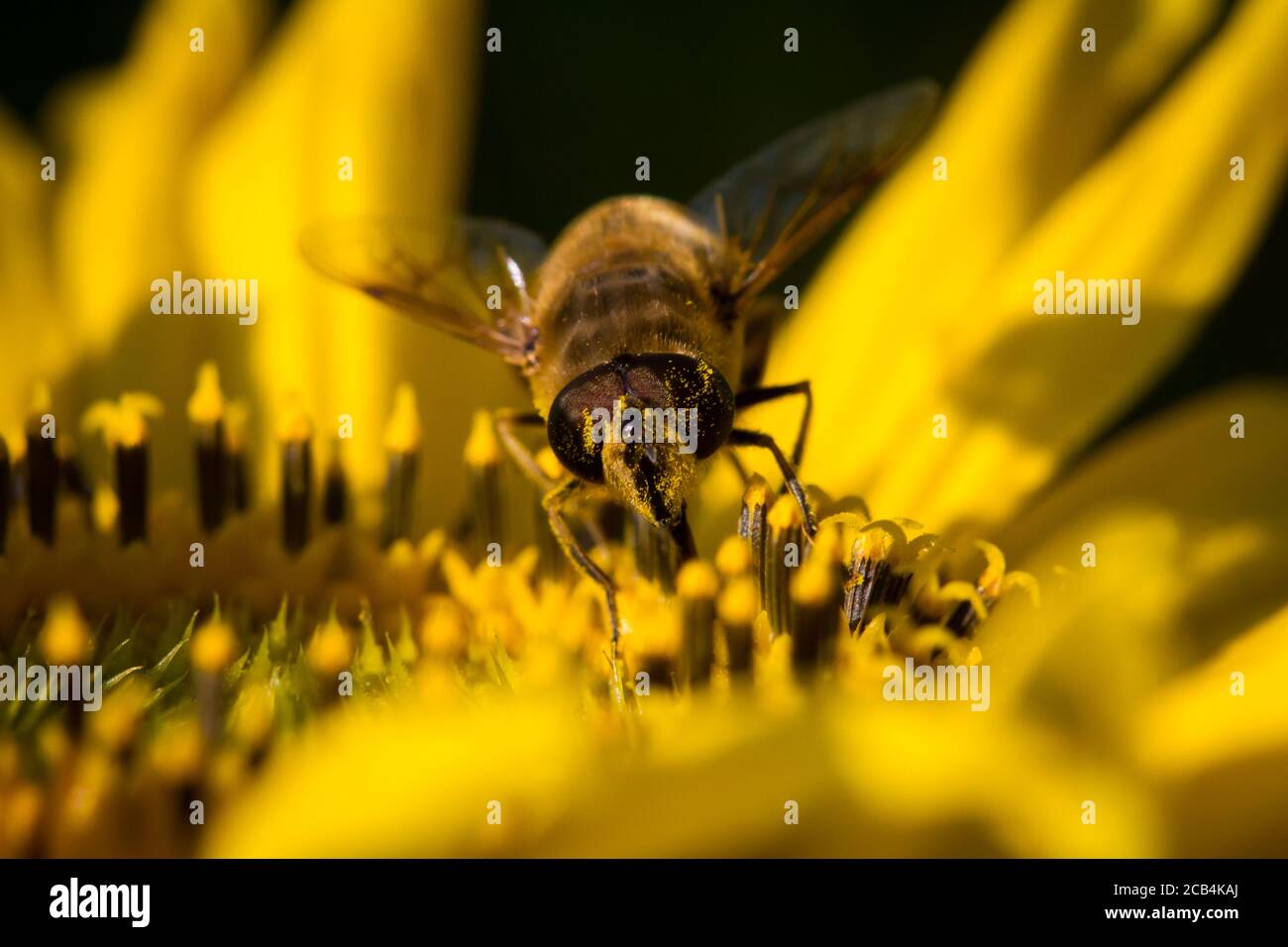 Wildbiene füttert eine Sonnenblume Stockfoto