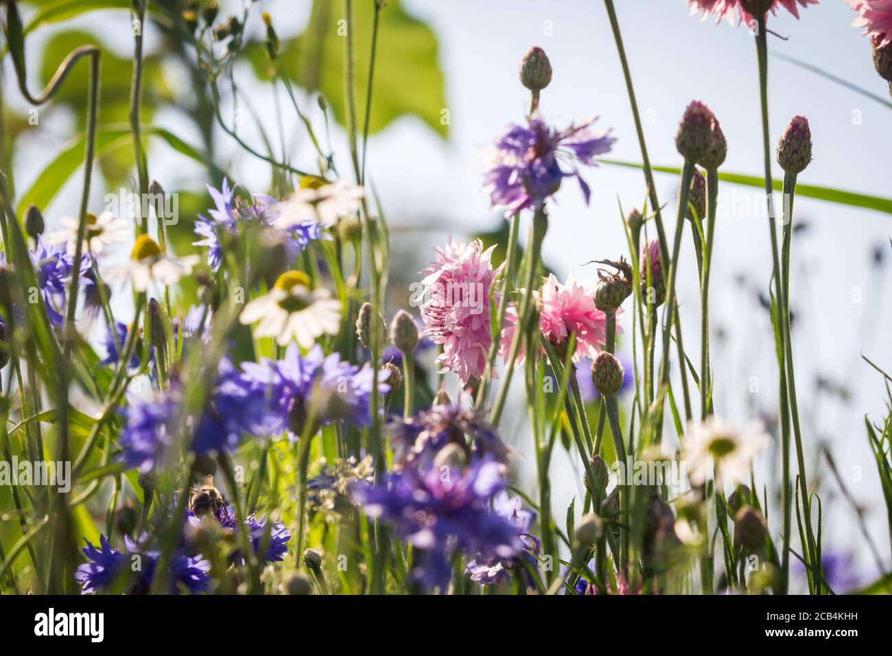 Blumenwiese, Kornblumen Stockfoto