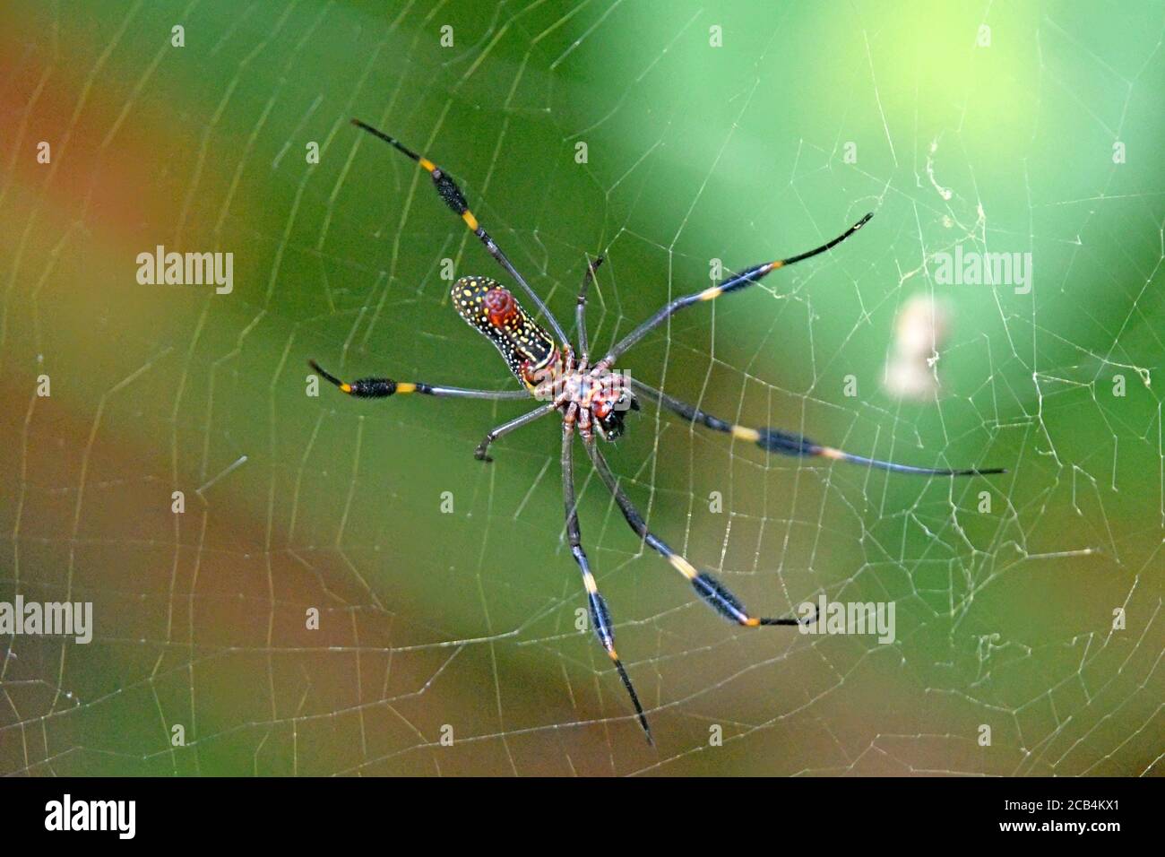 Goldene Orb-Netz Spinne in Costa Rica Stockfoto