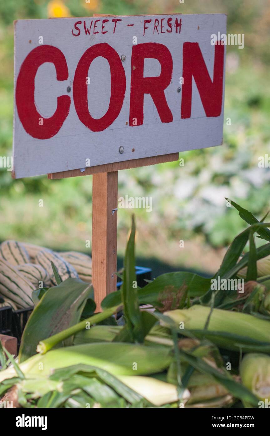 Handbedrucktes Schild 'MAIS' an einem Bauernstand am Straßenrand Stockfoto