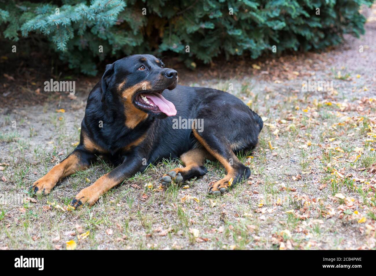 Weibchen Rottweiler mit Zunge, die bei hoher Hitze heraushängt Stockfoto