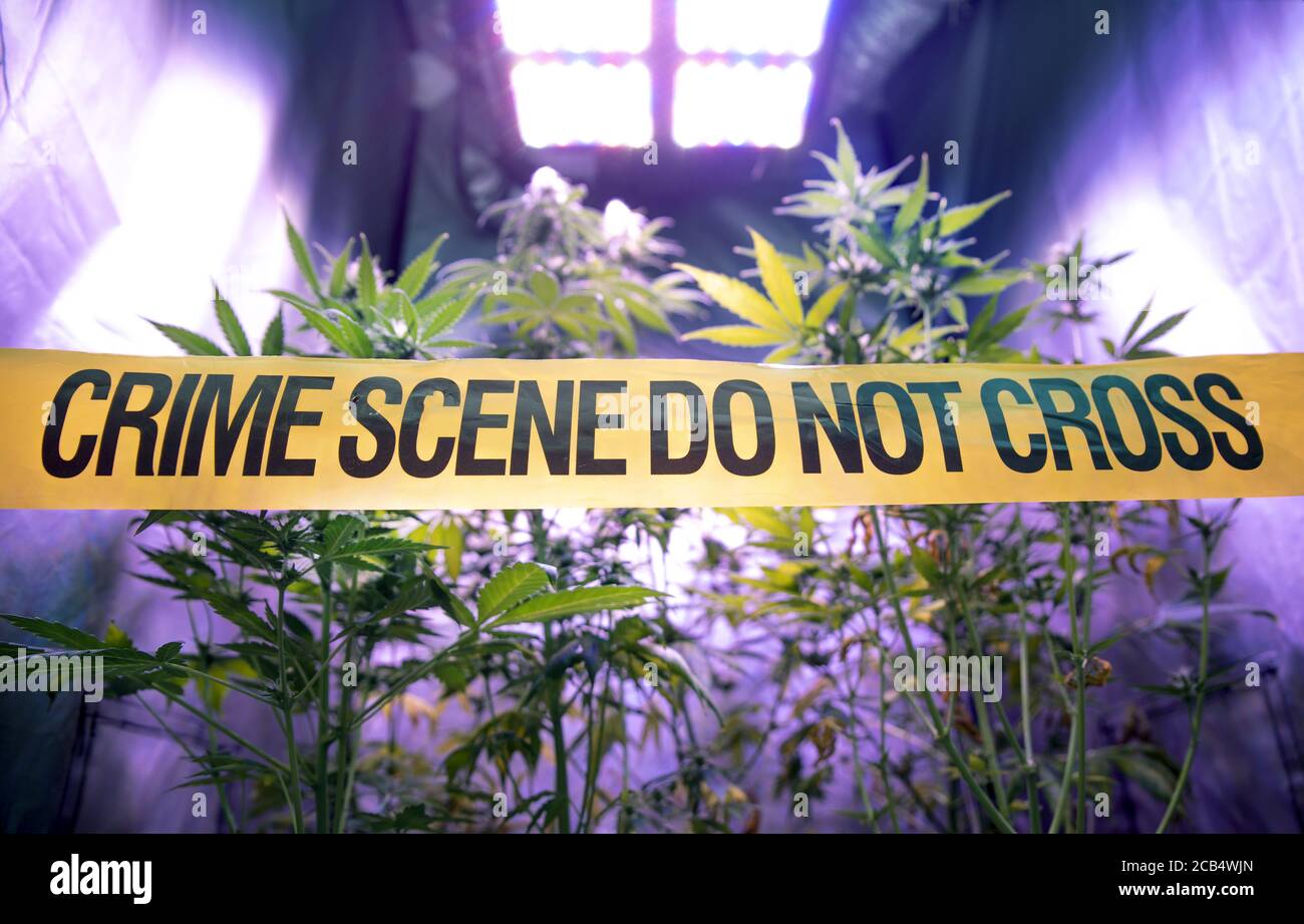 Illegale Cannabisplantage in einem privaten Anbaukasten mit gelbem Band der Polizei Tatort nicht überqueren. Konzept des illegalen Anbaus von Marihuana-Drogen. Stockfoto